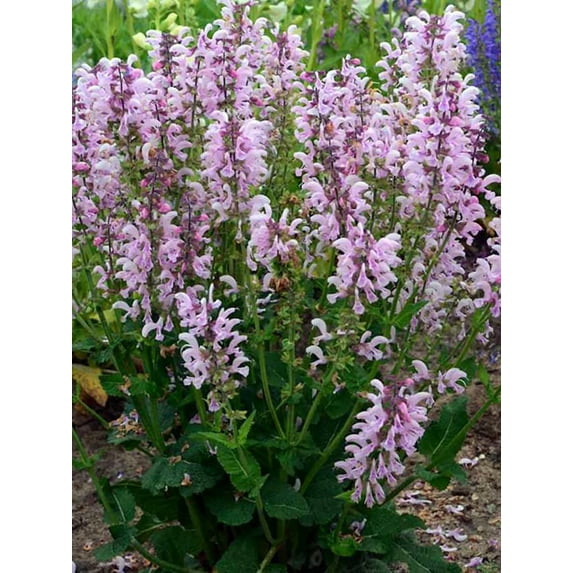 Fashionista® Series Ballerina Pink - Meadow Sage - Quart Pot