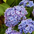Fast Growing Perennial Hydrangea Bulbs Hydrangeas Are Beautiful