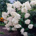 Fast Growing Perennial Hydrangea Bulbs Hydrangeas Are Beautiful