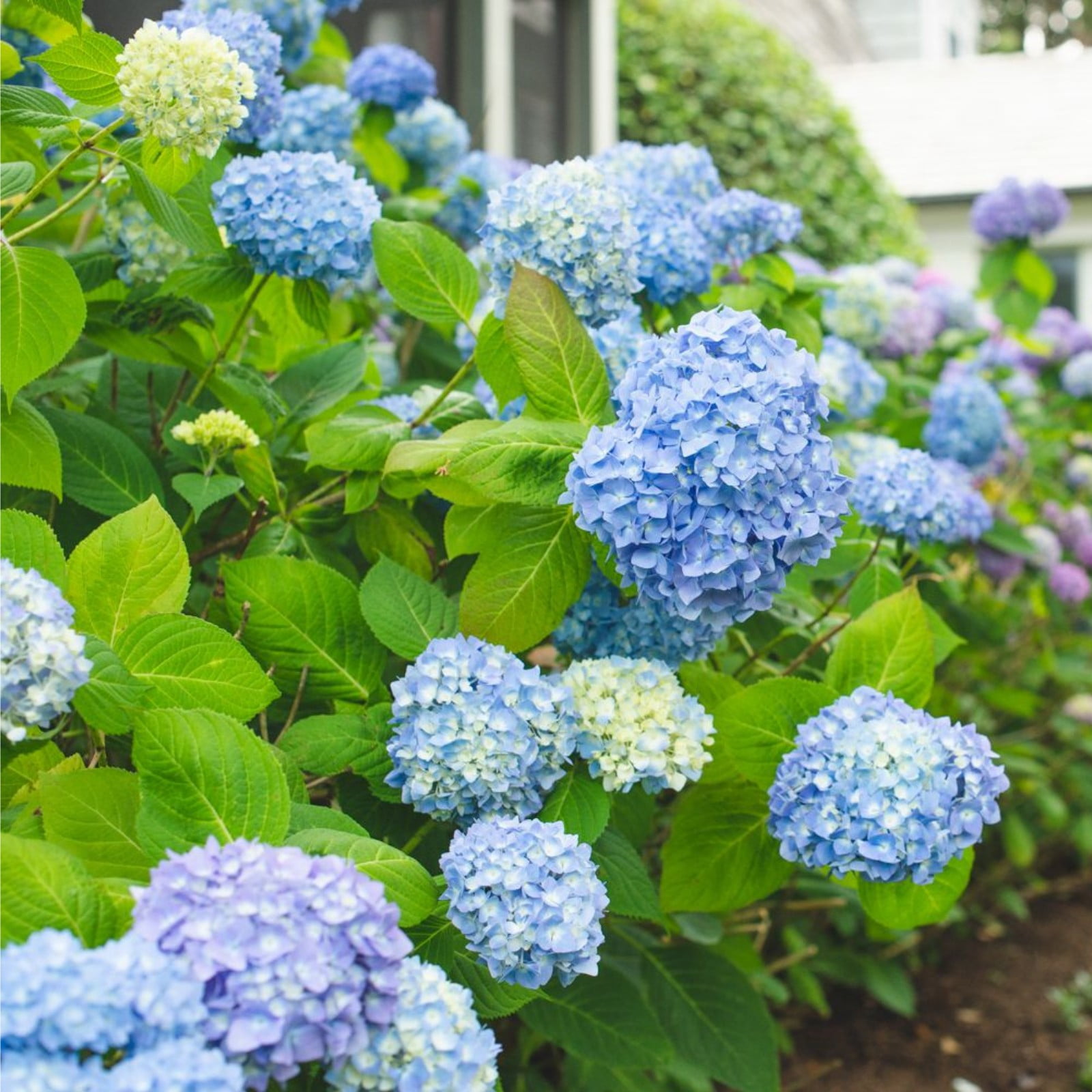 Fast Growing Perennial Hydrangea Bulbs Hydrangeas Are Beautiful