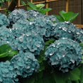Fast Growing Perennial Hydrangea Bulbs Hydrangeas Are Beautiful
