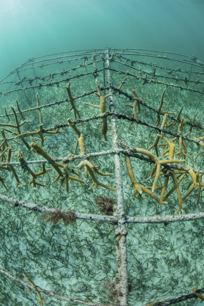Fast-growing corals being grown in the Caribbean Sea Canvas Art - Ethan DanielsStocktrek Images (12 x 17)