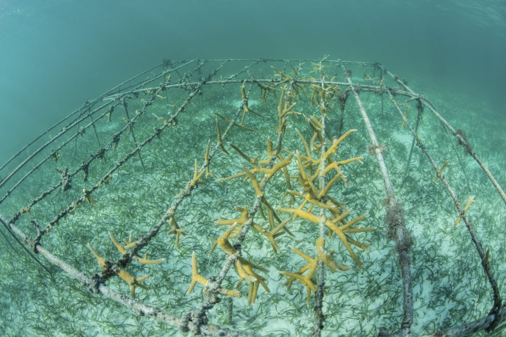Fast-growing corals being grown in the Caribbean Sea Canvas Art - Ethan DanielsStocktrek Images (17 x 12)