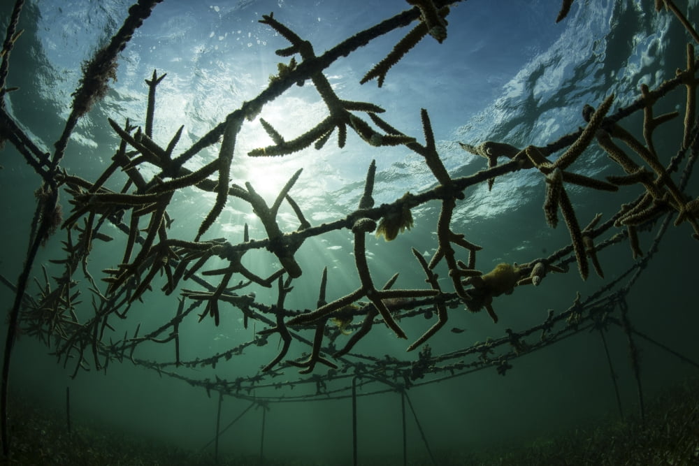Fast-growing corals being grown in the Caribbean Sea Canvas Art - Ethan DanielsStocktrek Images (17 x 12)