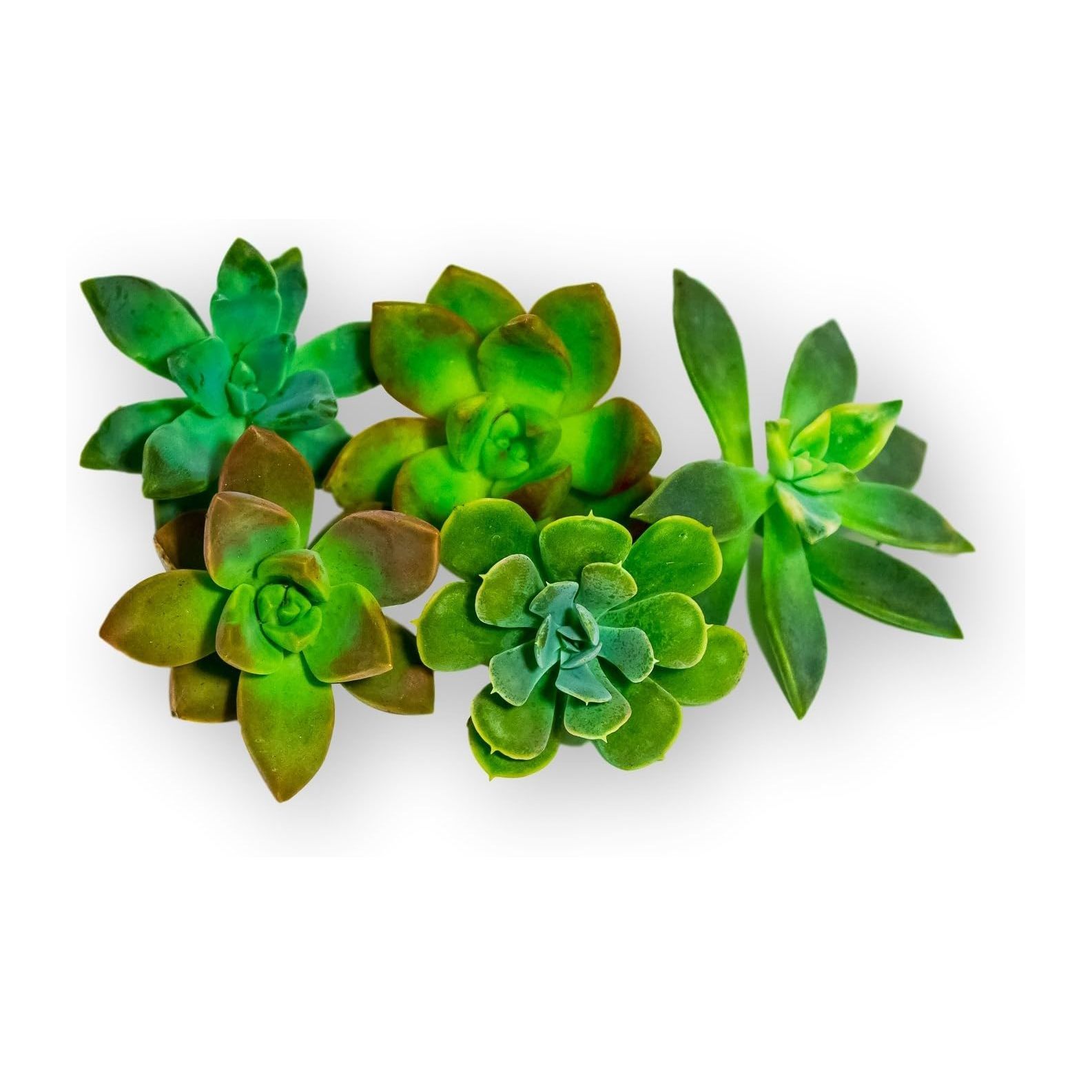 Fat Plants San Diego Five Rosette Succulent Cuttings