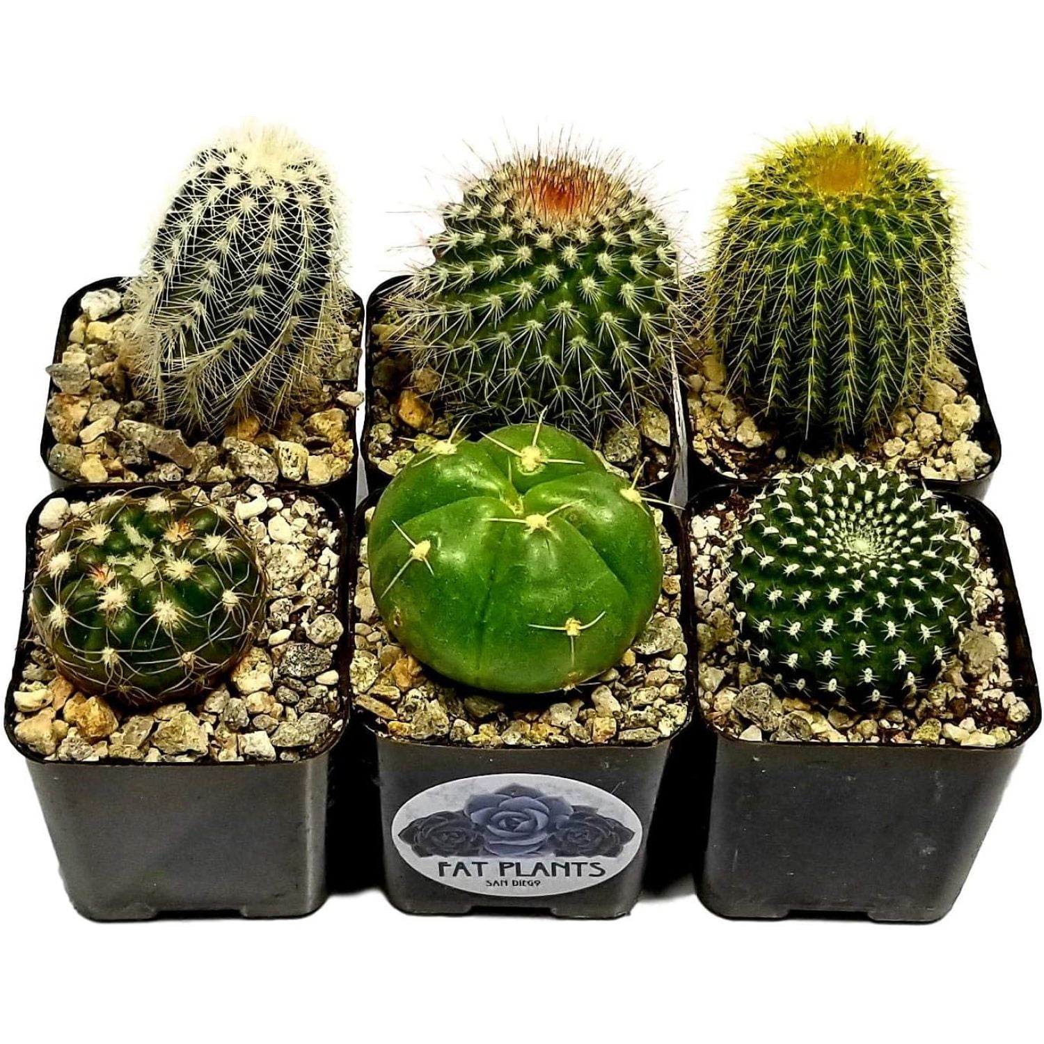 Fat Plants San Diego Mini Cactus Plants in Plastic Planters