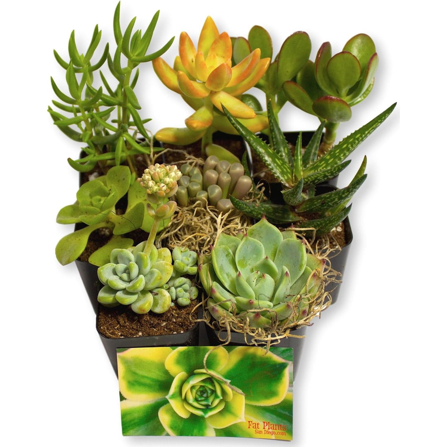 Fat Plants San Diego Miniature Living Succulent Plants in Plastic