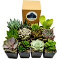 Fat Plants San Diego Miniature Living Succulent Plants in Plastic
