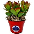 Fat Plants San Diego Succulent Plant(S) Fully Rooted in 4 Inch Planter