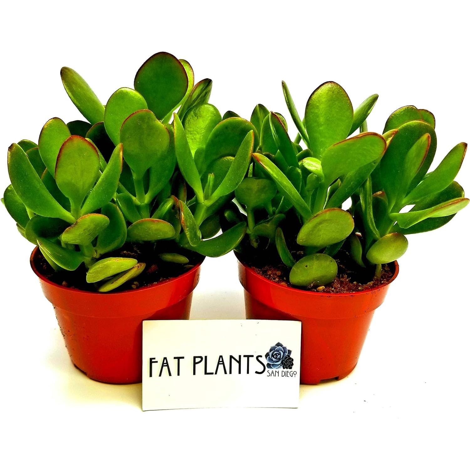 Fat Plants San Diego Succulent Plant(s) Fully Rooted in 4 inch Planter
