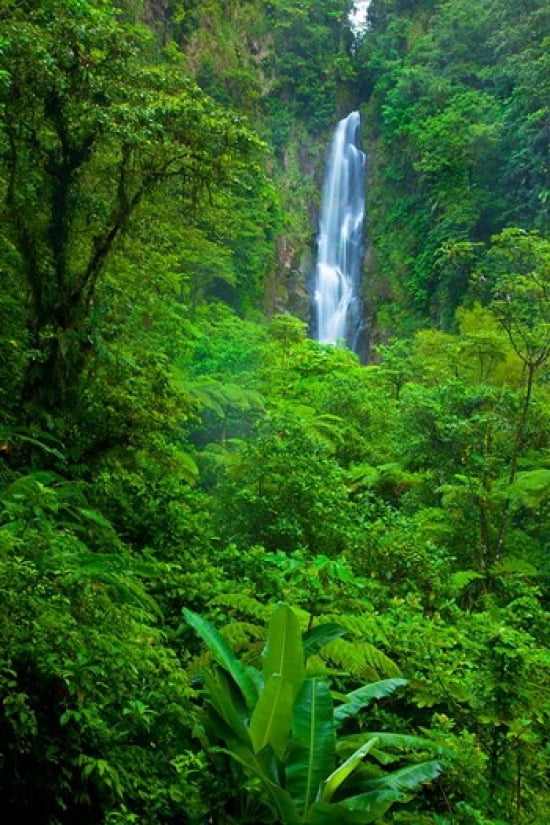 Father Falls Trafalgar Falls Dominica West Indies Canvas Art - Brian Jannsen DanitaDelimont (19 x 28)