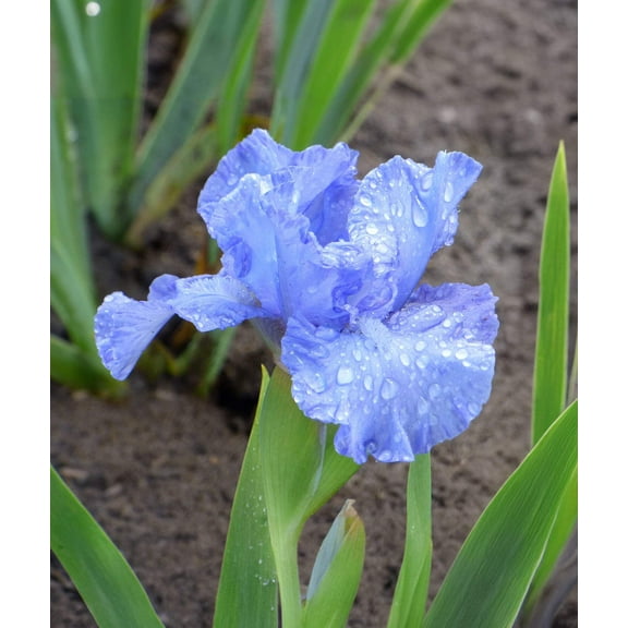 Fathom Dwarf Bearded Iris - 1 Rhizome