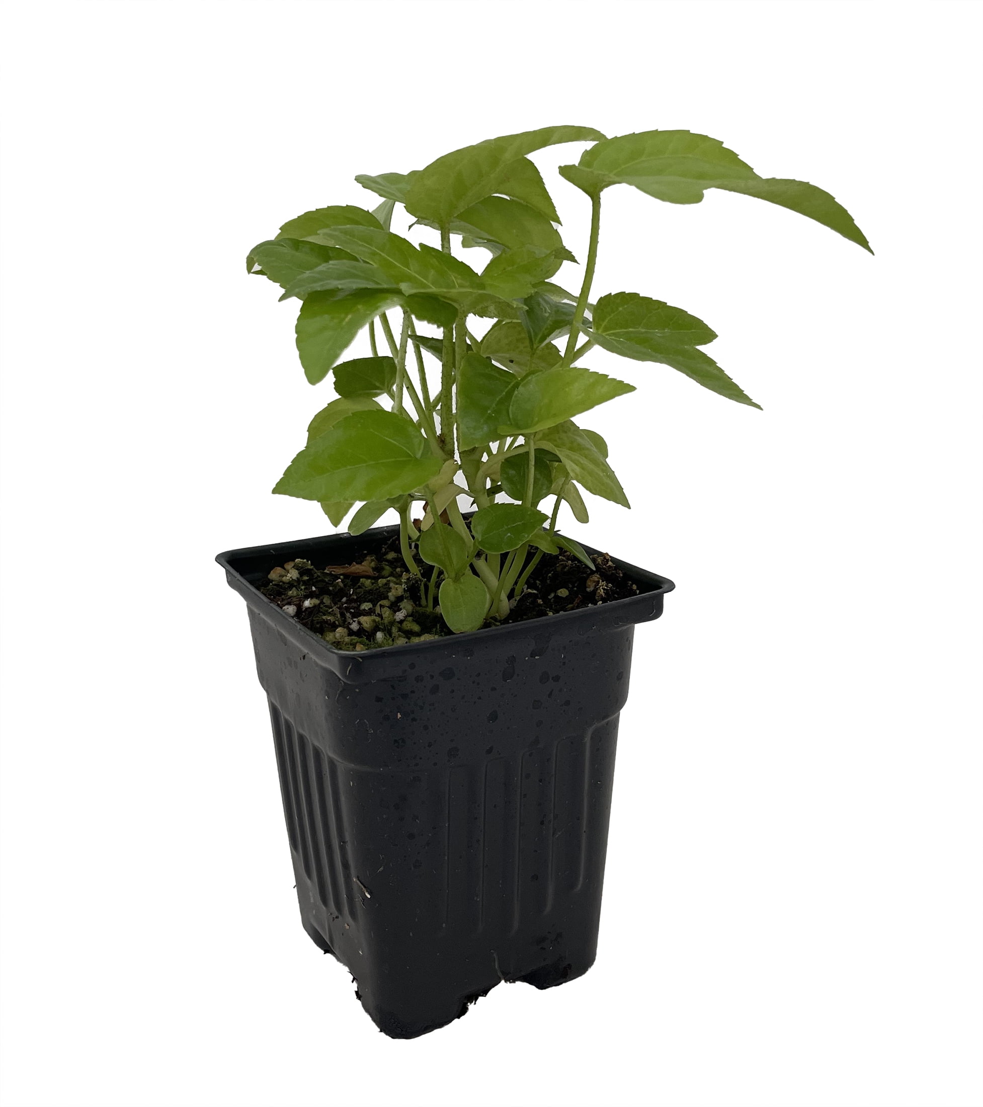 olivenbaum groß künstlich Künstlicher Olivenbaum 120 cm günstig online kaufen