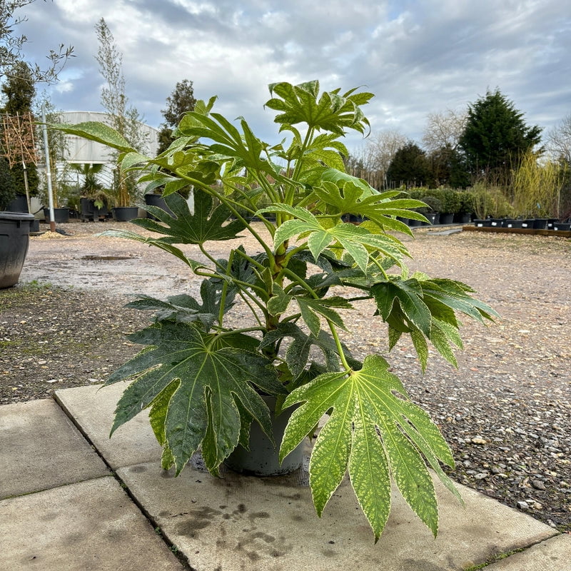 Japanese Evergreen