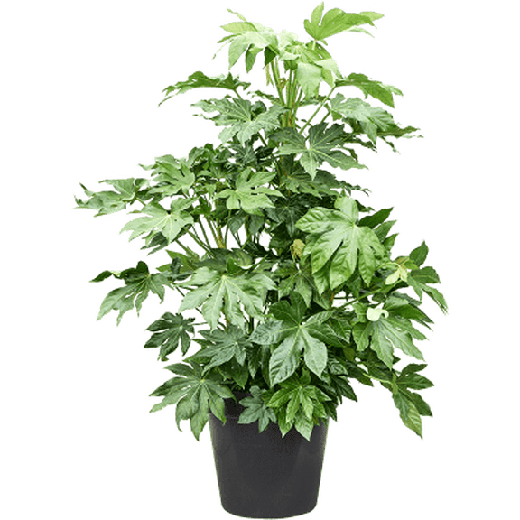 Fatsia Japonica Live Plant 5 Gallon