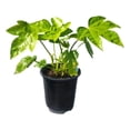 thumbnail image 1 of Fatsia Japonica ( japanese aralia ) - Live Plant - ( 1 QT ) - Evergreen - Prefers Shade, 1 of 6