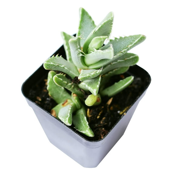 Faucaria tigrina Crassula Tiger's Jaw (2"+ Plastic Pot) - Best Succulent for Home Office - Live Healthy Easy to Care Succulent for Beginners