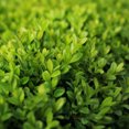 thumbnail image 1 of Faulkner Boxwood - Buxus microphylla 'Faulkner', 1 of 3