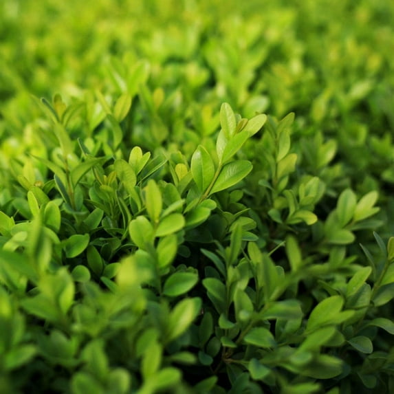 Faulkner Boxwood - Buxus microphylla 'Faulkner'