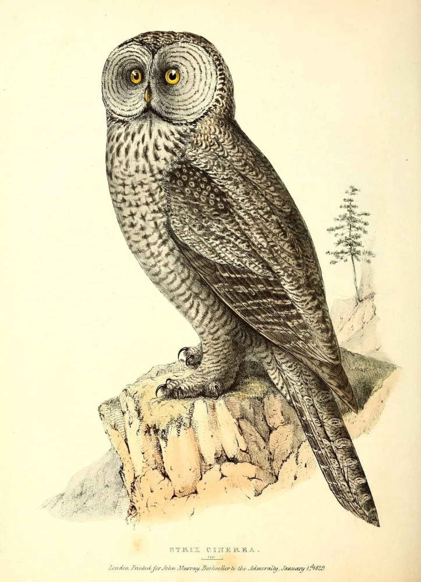 Fauna Boreali-Americana 1829 Gt Cinereous Owl Canvas Art - W Swainson (18 x 24)