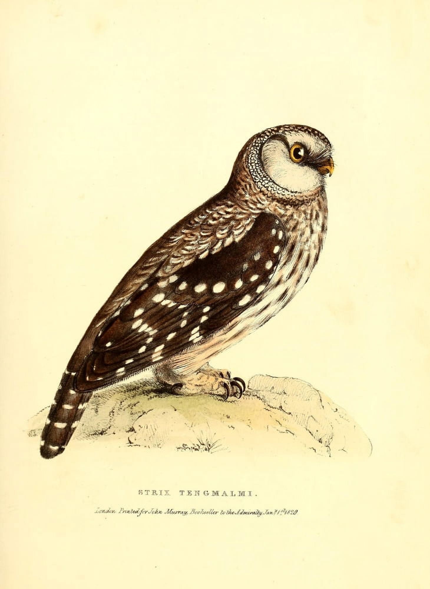 Fauna Boreali-Americana 1829 Tengmalms Owl Canvas Art - W Swainson (18 x 24)