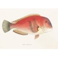 thumbnail image 1 of Fauna japonica Pl.101 (1833-1850) Poster Print by Philipp Franz Balthasar von Siebold (18 x 24), 1 of 1