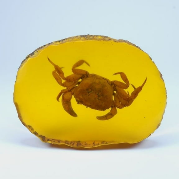 Faux Amber Insect Fossil Slice Specimen Raw Style Resin Animal Display Educational Decor for Kids Classroom Science