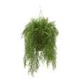thumbnail image 1 of Faux Asparagus Fern Hanging Basket Beehive, 1 of 5