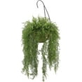 Faux Asparagus Fern Hanging Basket (Reed)