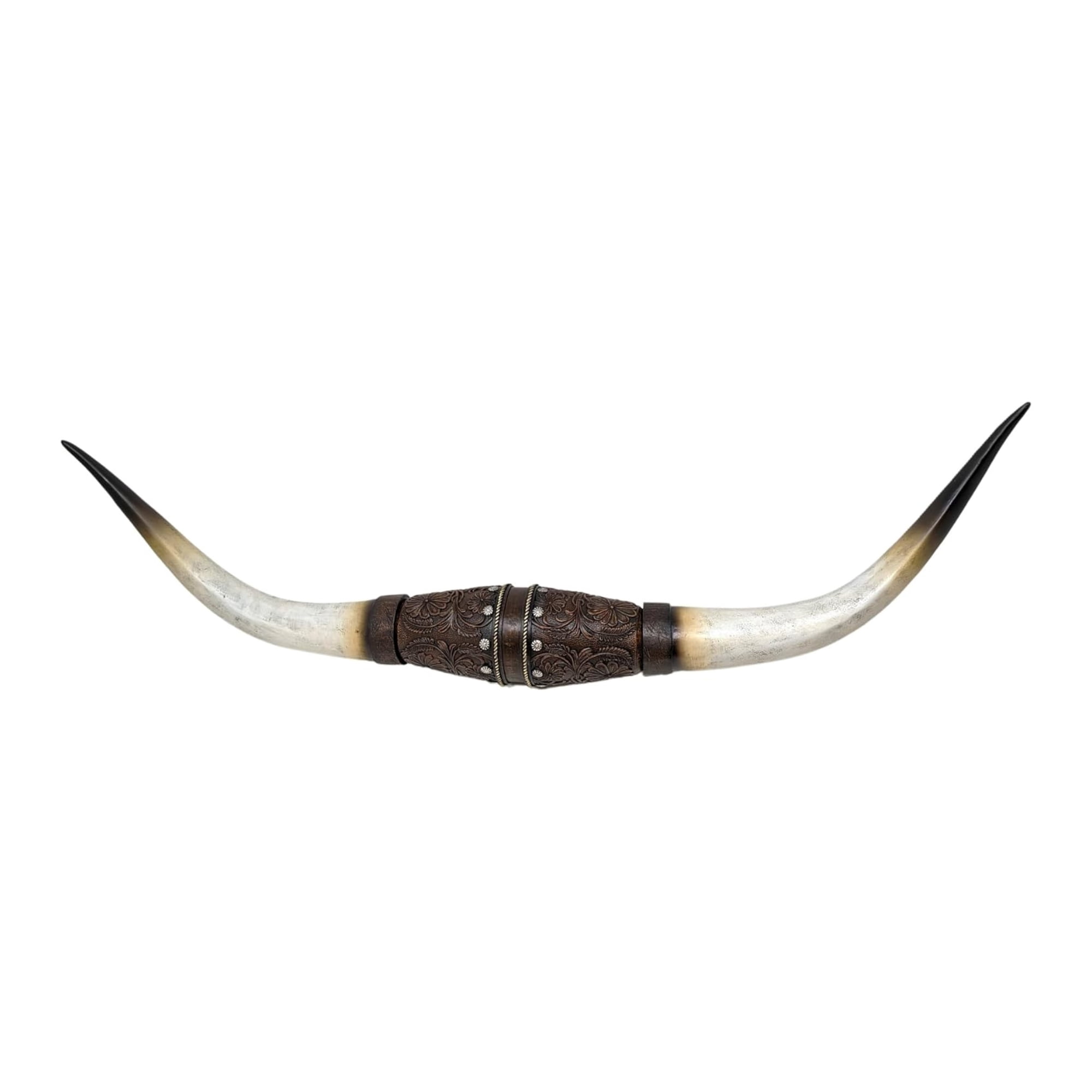 Longhorn Steer Skull Horns