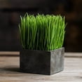 thumbnail image 1 of Faux Grass in Black Pot, 1 of 10