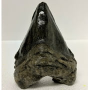 Faux Megalodon Shark Tooth
