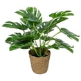 thumbnail image 1 of Faux Monstera Plant, Ongmies 13'' Plant Artificial Monstera Plant Faux Plants Indoor for Living Room Porch Balcony Garden Decor, Artificial Monstera Faux Plant, 1 of 8