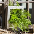 thumbnail image 1 of Faux Plant Oba Fern in Wood Frame Wall Art, 1 of 2