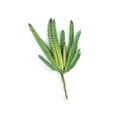 thumbnail image 1 of Faux Succulent Plants, 1 of 4