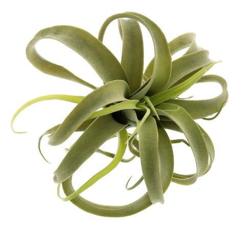 Faux Tillandsia; Artificial Air Plant or Succulent - Large