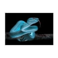 thumbnail image 1 of Fauzan Maududdin 'Venomus Blue Viper Snake' Canvas Art, 1 of 3