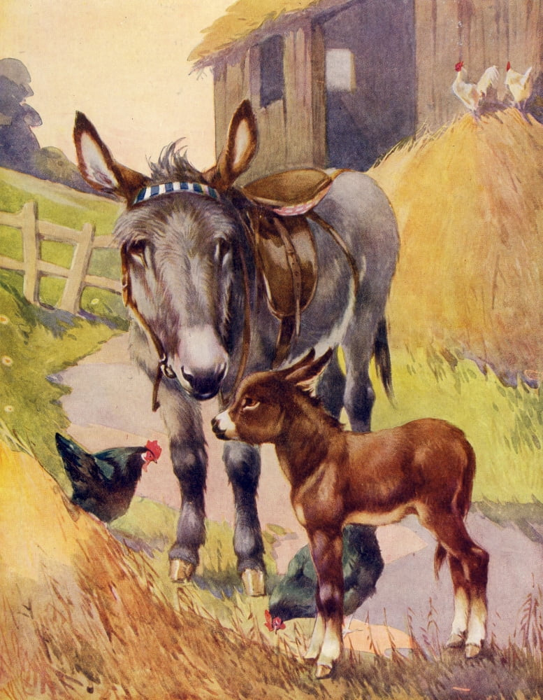 Favourite Animals c1928 Donkey and foal Canvas Art - Unknown (18 x 24)