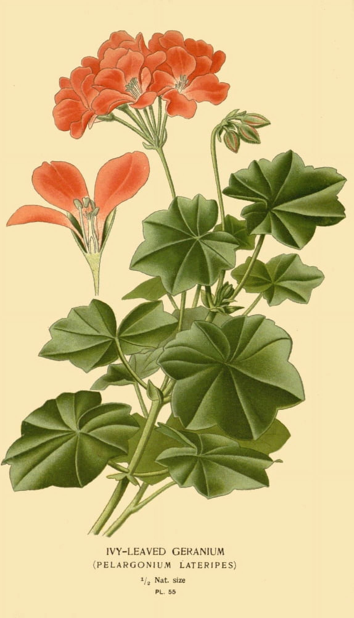 Favourite flowers of garden and greenhouse 1896 Ivy-leafed Geranium Canvas Art - Unknown (18 x 24)