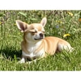 thumbnail image 1 of Fawn Chihuahua Diamond Painting DIY Kits 5D Diamond Art Full Round Drill Beads by Number Mosaic Handmade Arts and Crafts for Living Room Bedroom Home Wall Decor 12x16 inch, 1 of 4