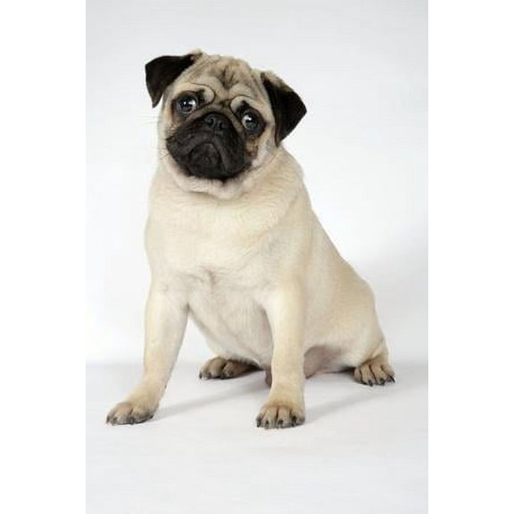 Fawn Pug, Animals Unframed Photographic Print Wall Art Sold by Art.Com
