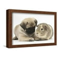 thumbnail image 1 of Fawn Pug Puppy, 8 Weeks, and Guinea Pig, Animals Framed Art Print Wall Art by Mark Taylor Sold by ArtCom, 1 of 6