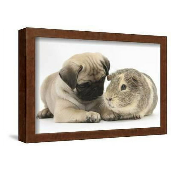 Fawn Pug Puppy, 8 Weeks, and Guinea Pig, Animals Framed Art Print Wall Art by Mark Taylor Sold by ArtCom