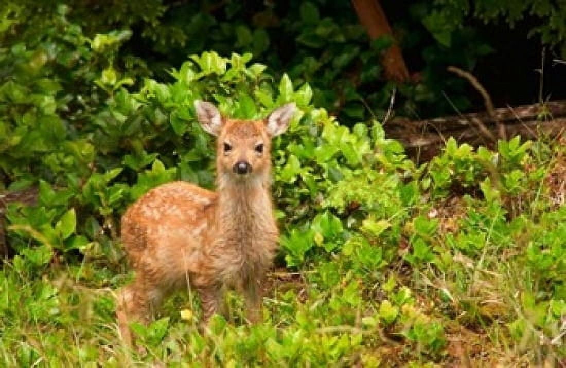 Fawn Sitka Black Tailed Deer Queen Charlotte Islands Canada Canvas Art - Savanah Stewart DanitaDelimont (36 x 24)