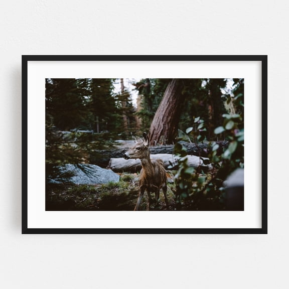Fawn in the Forest - California Photography Deer Wildlife Forest Nature Woodland Wilderness Scenic Black Framed Wall Art Print 20 x 30 inches