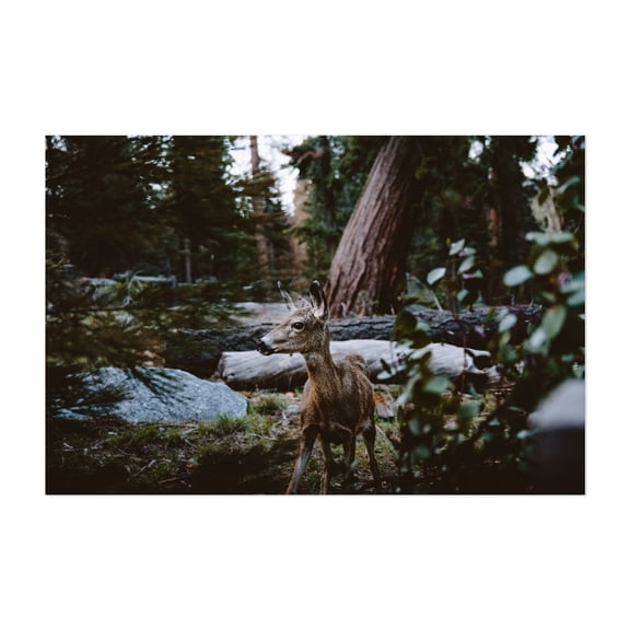 Fawn in the Forest - California Photography Deer Wildlife Forest Nature Woodland Wilderness Scenic Unframed Wall Art Print 40 x 60 inches