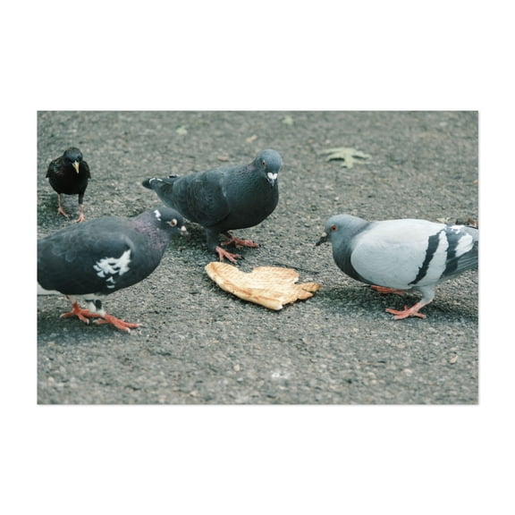 Feast - Manhattan New York Photography Unframed Wall Art Print 5 x 7 inches