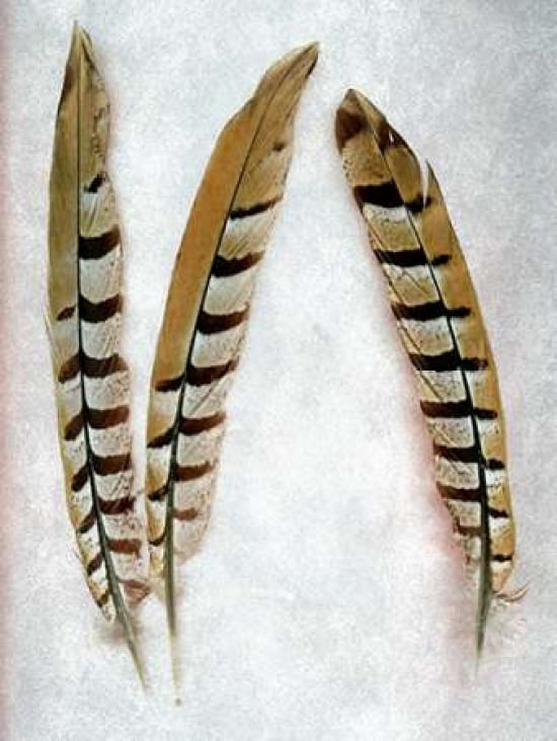 Feather - 1 Canvas Art - Alan Blaustein (18 x 24)