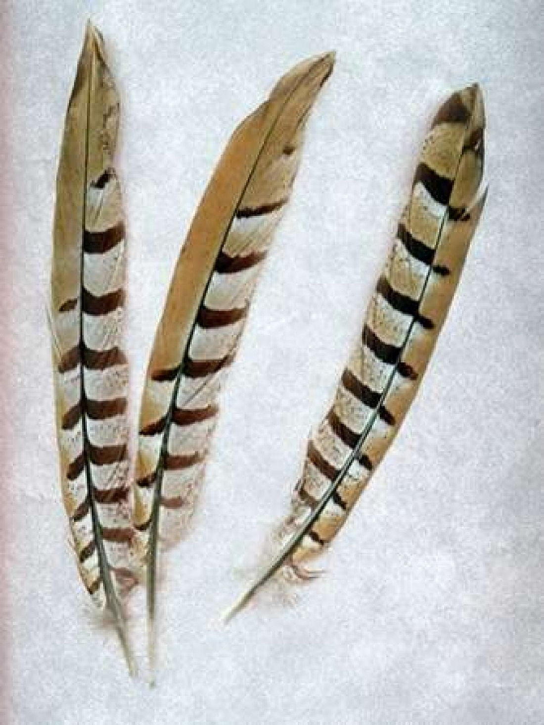 Feather - 1 Canvas Art - Alan Blaustein (18 x 24)