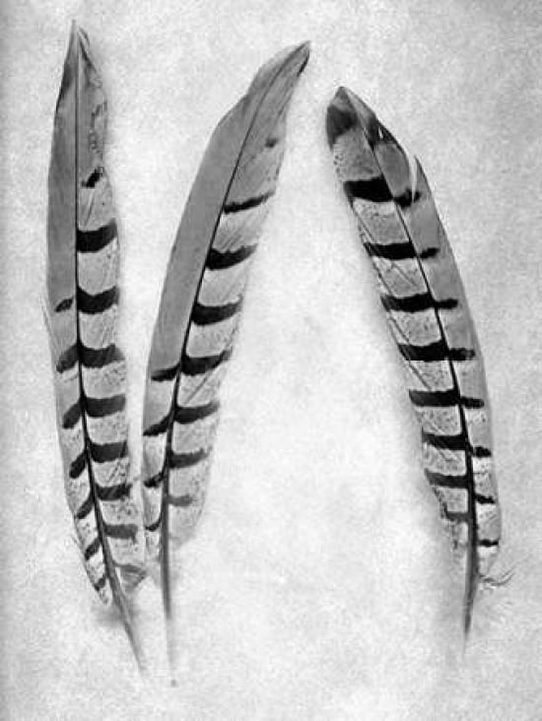 Feather B-W - 1 Canvas Art - Alan Blaustein (18 x 24)